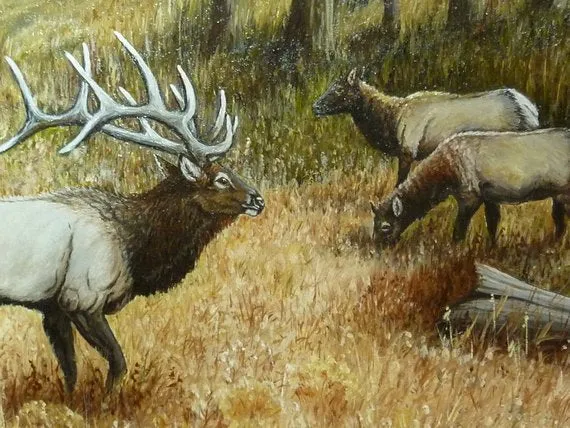 Original Oil painting, Elk painting, Wildlife Art