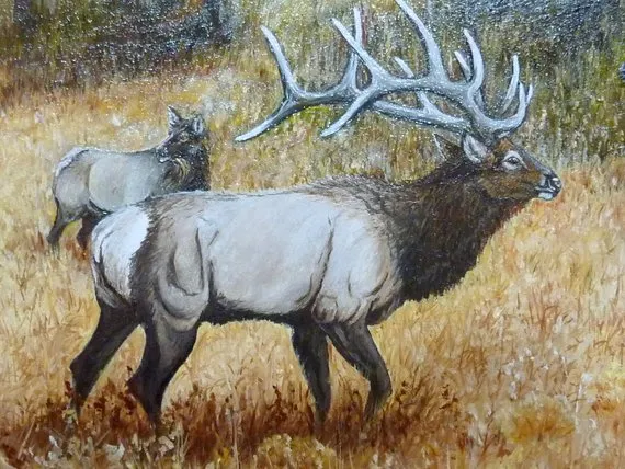 Original Oil painting, Elk painting, Wildlife Art